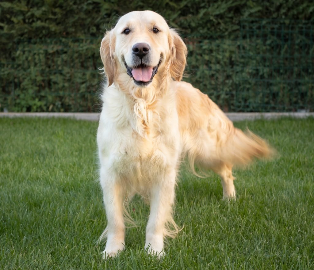 perra golden retriever