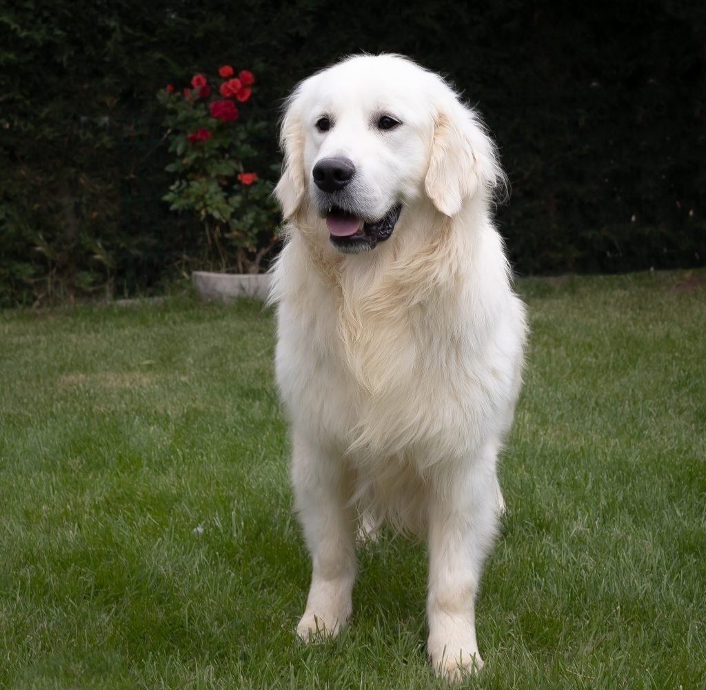 perro golden retriever