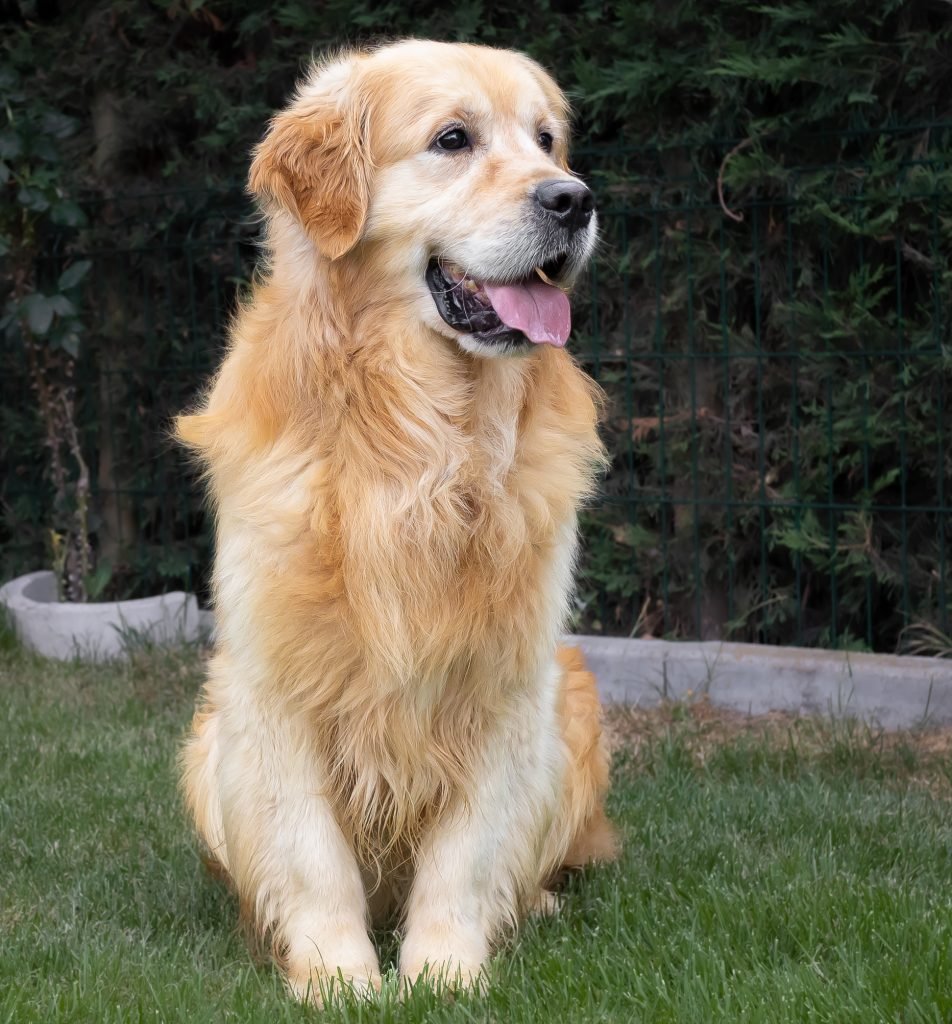 perro golden retriever