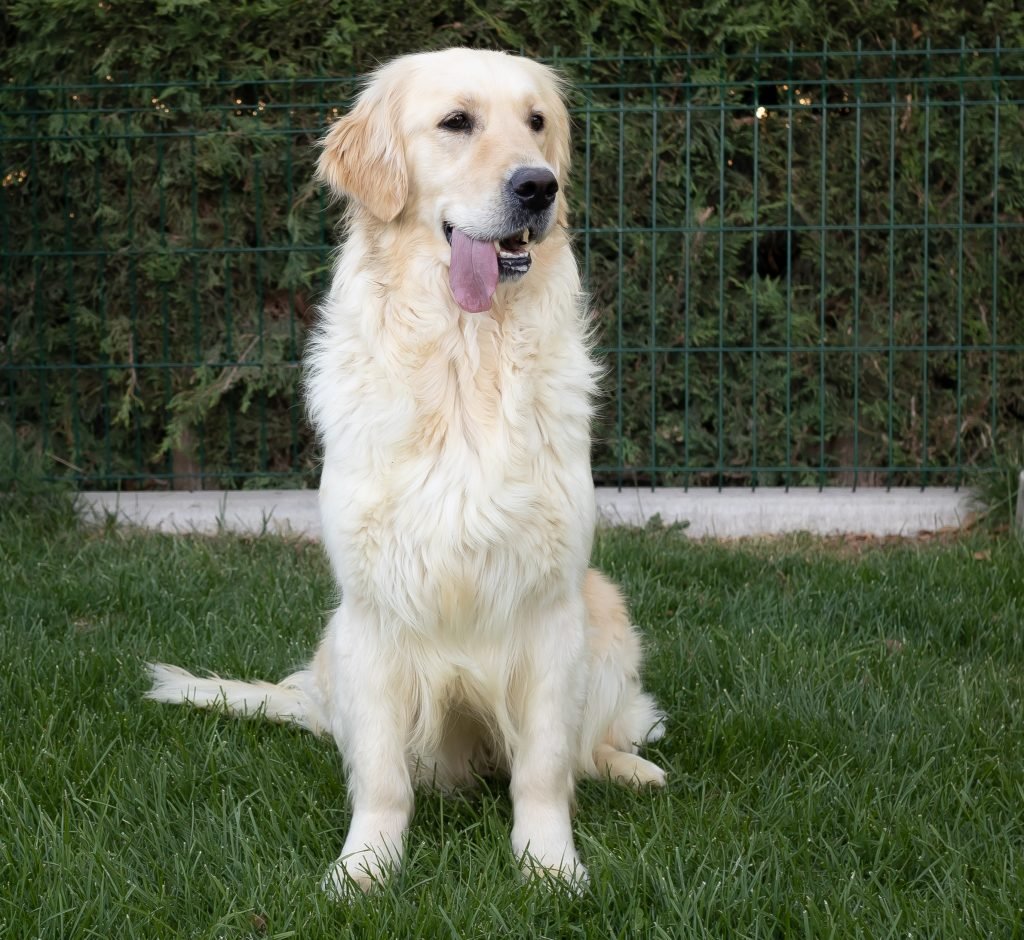 perra golden retriever