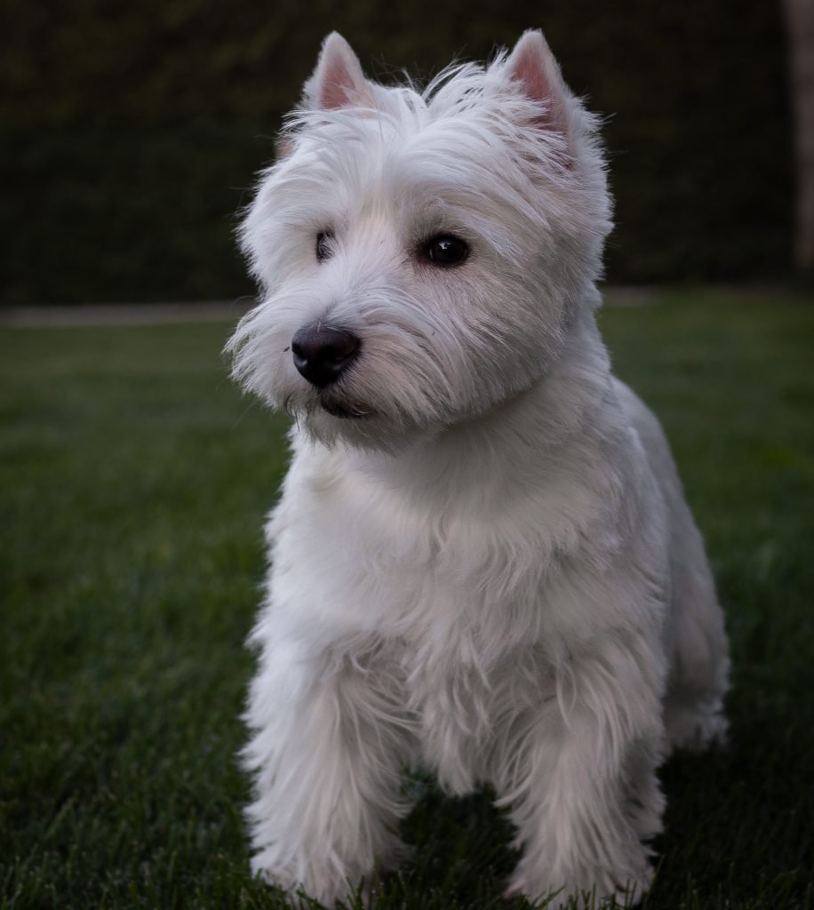 Perro West highland white terrier