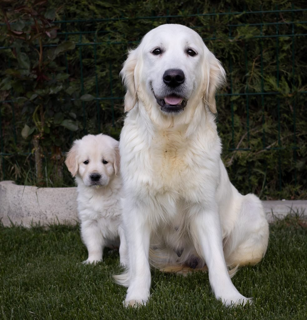 Perra golden retriever con sus cachorros