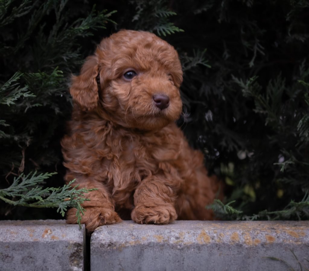 cachorro caniche toy