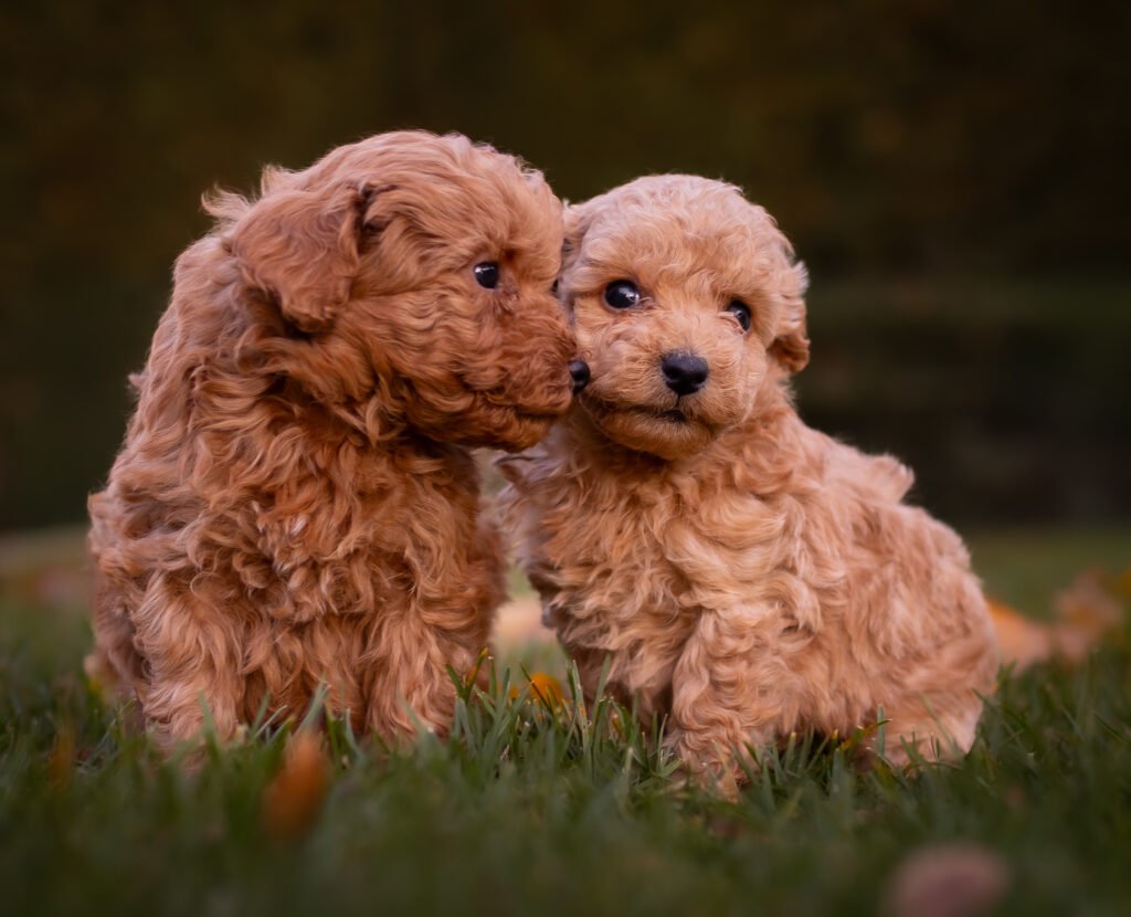 cachorros caniche toy