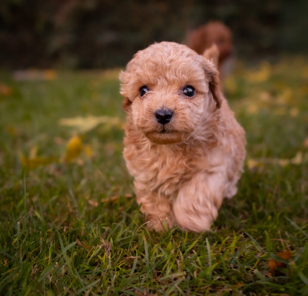 cachorro caniche toy