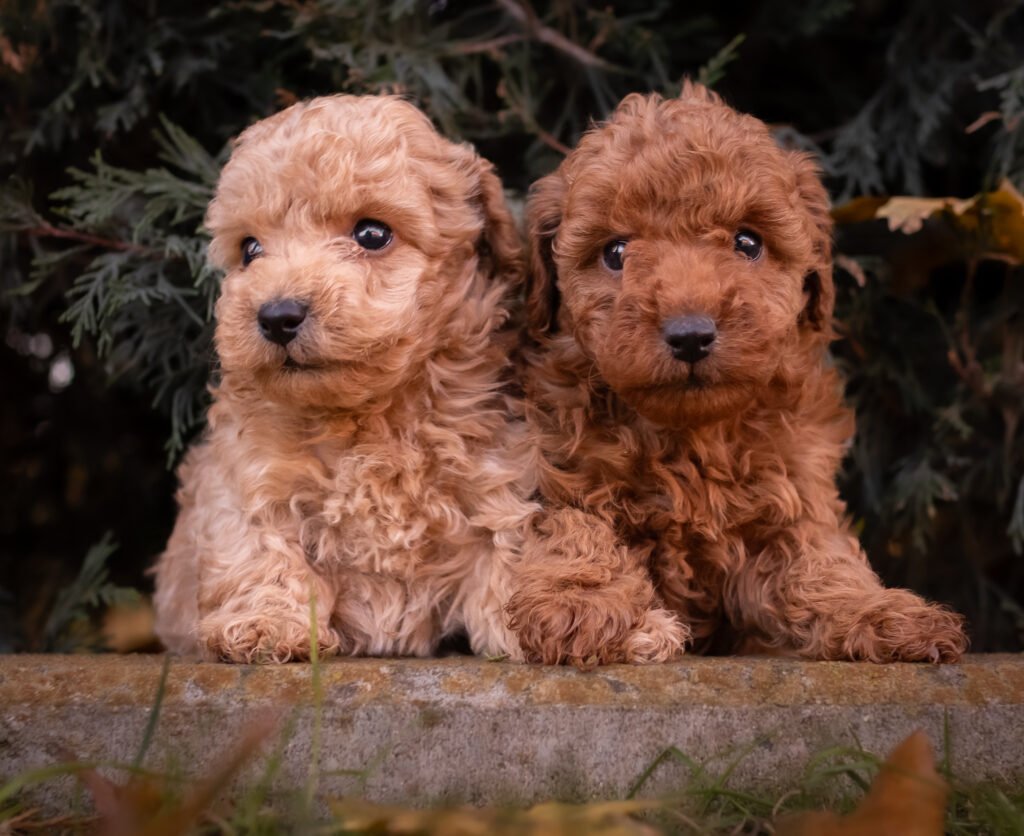 cachorro caniche toy