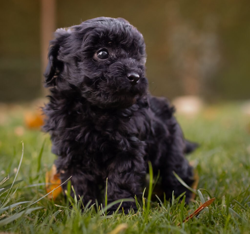cachorro caniche toy