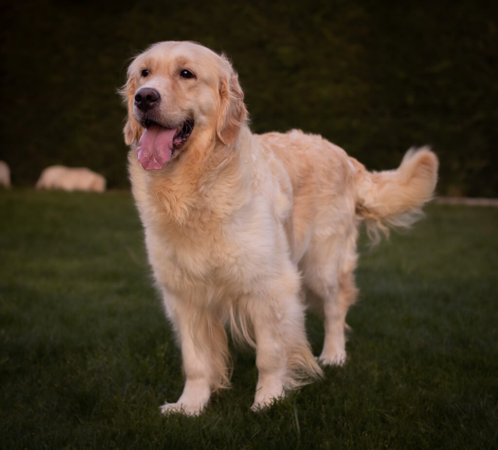 Anita. Golden retriever