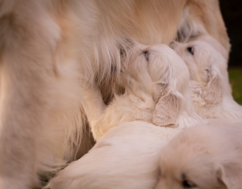 Cachorros golden mamando