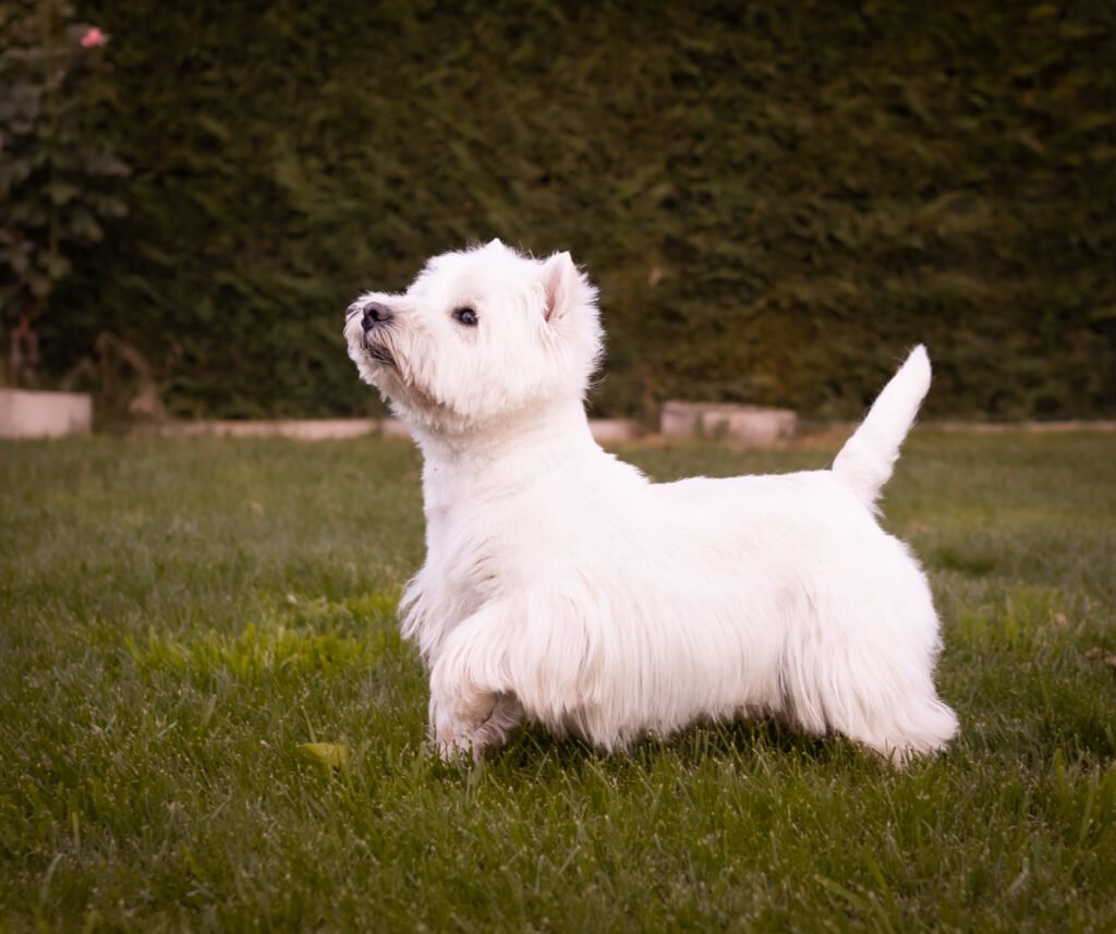 Chico. westy macho