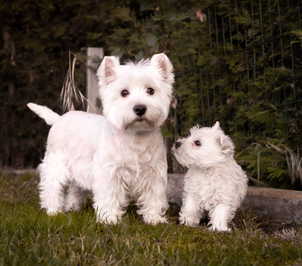 Westy hembra y cachorro