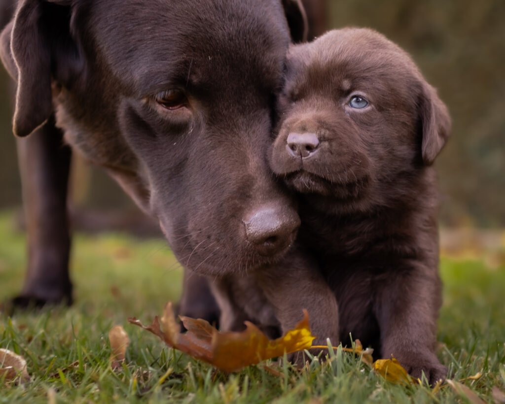 Labrador chocolate