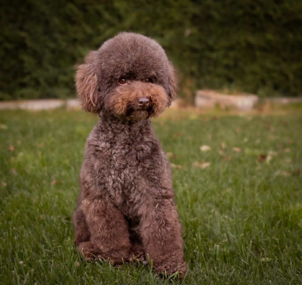 Cuca. Caniche toy