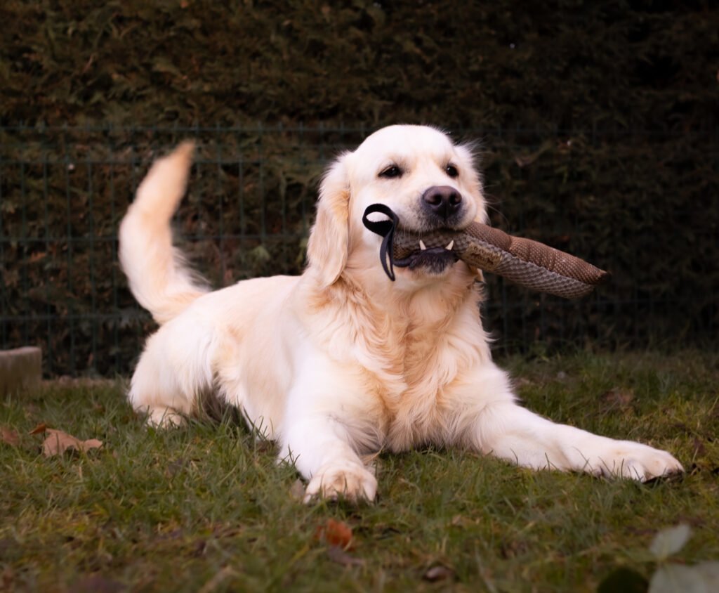 Snorkel. Golden retriever