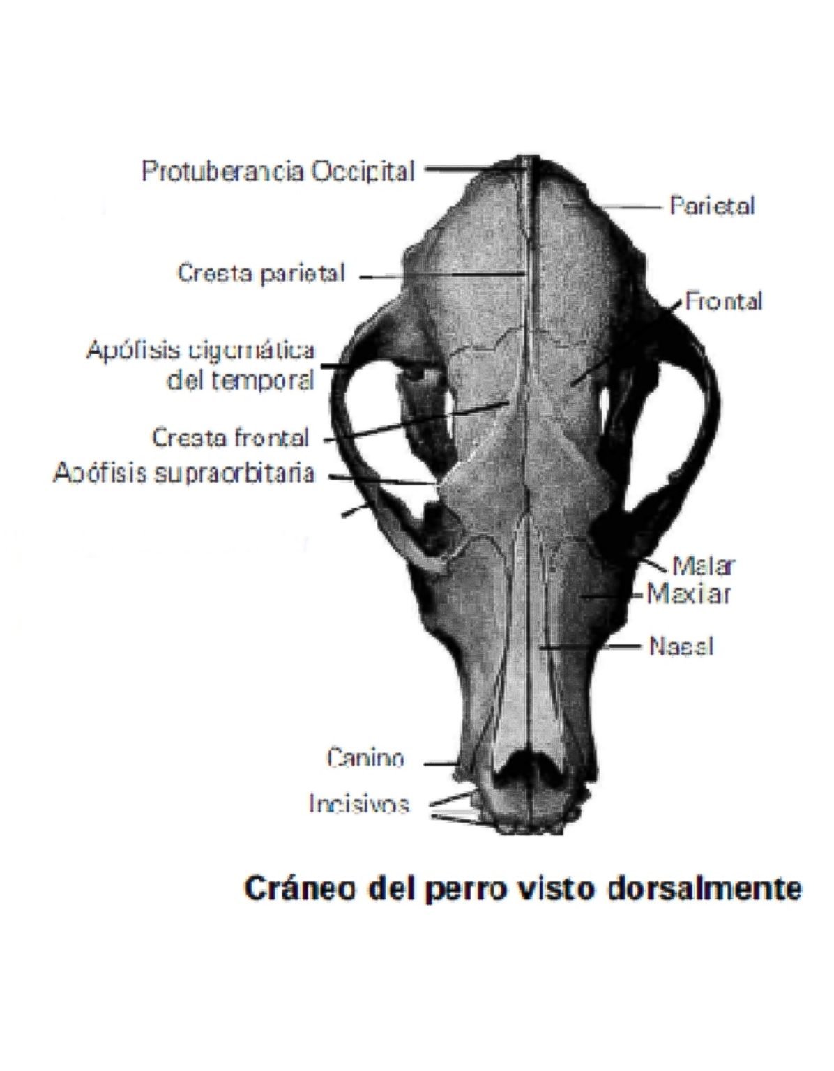 Anatomía Canina Centro Canino Valmajano