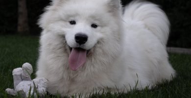 perro samoyedo macho. gran calidad