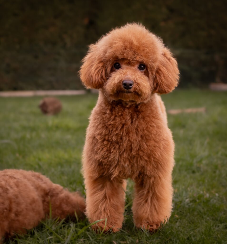 Basha caniche toy