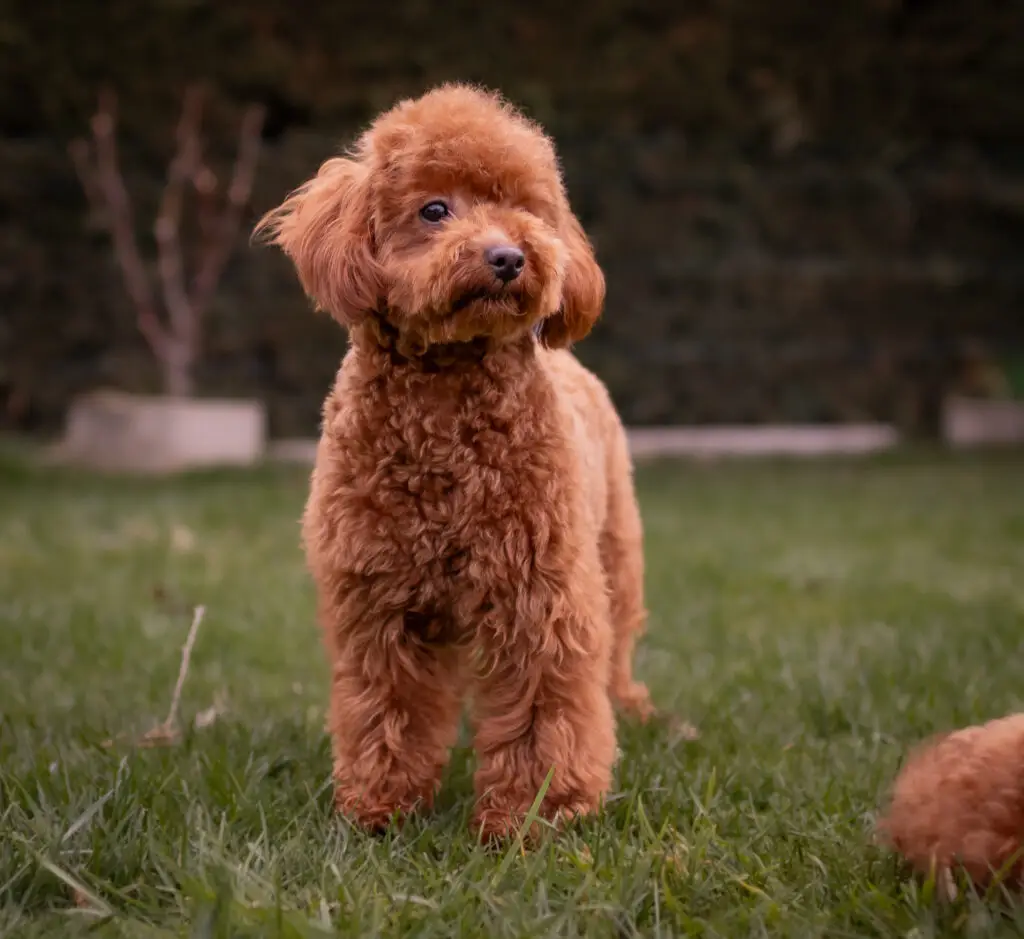 Avena. Caniche toy
