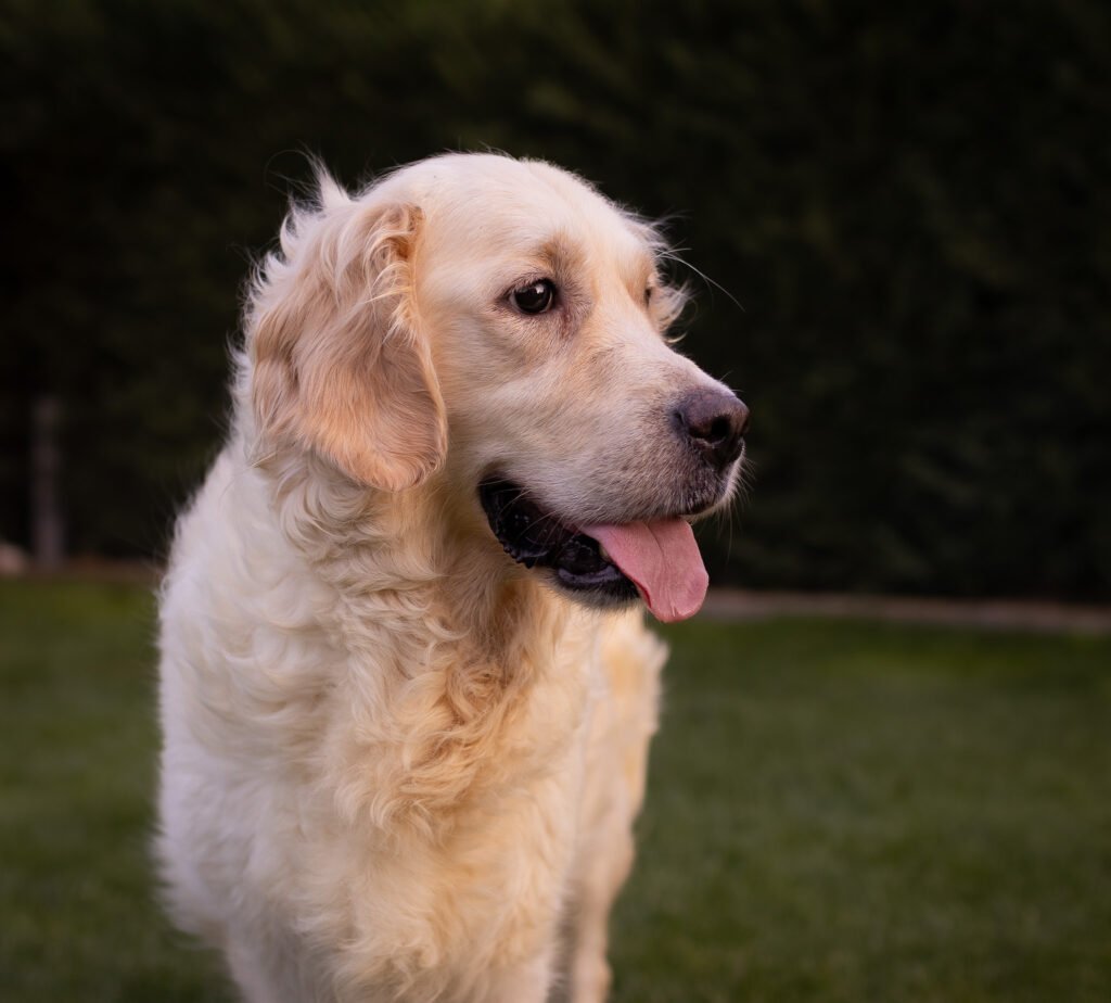 Hembra golden retriever
