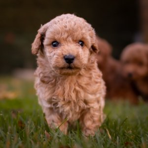 cachorro caniche toy