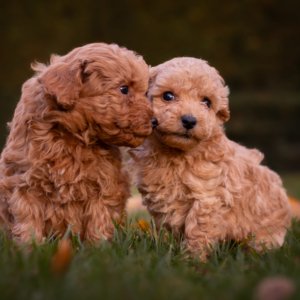 cachorros caniche toy