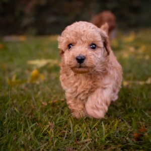 cachorro caniche toy