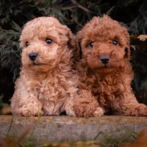 cachorro caniche toy