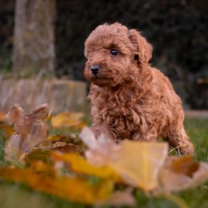 cachorro caniche toy