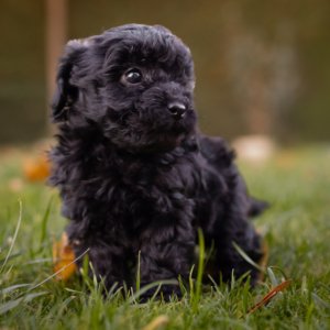 cachorro caniche toy