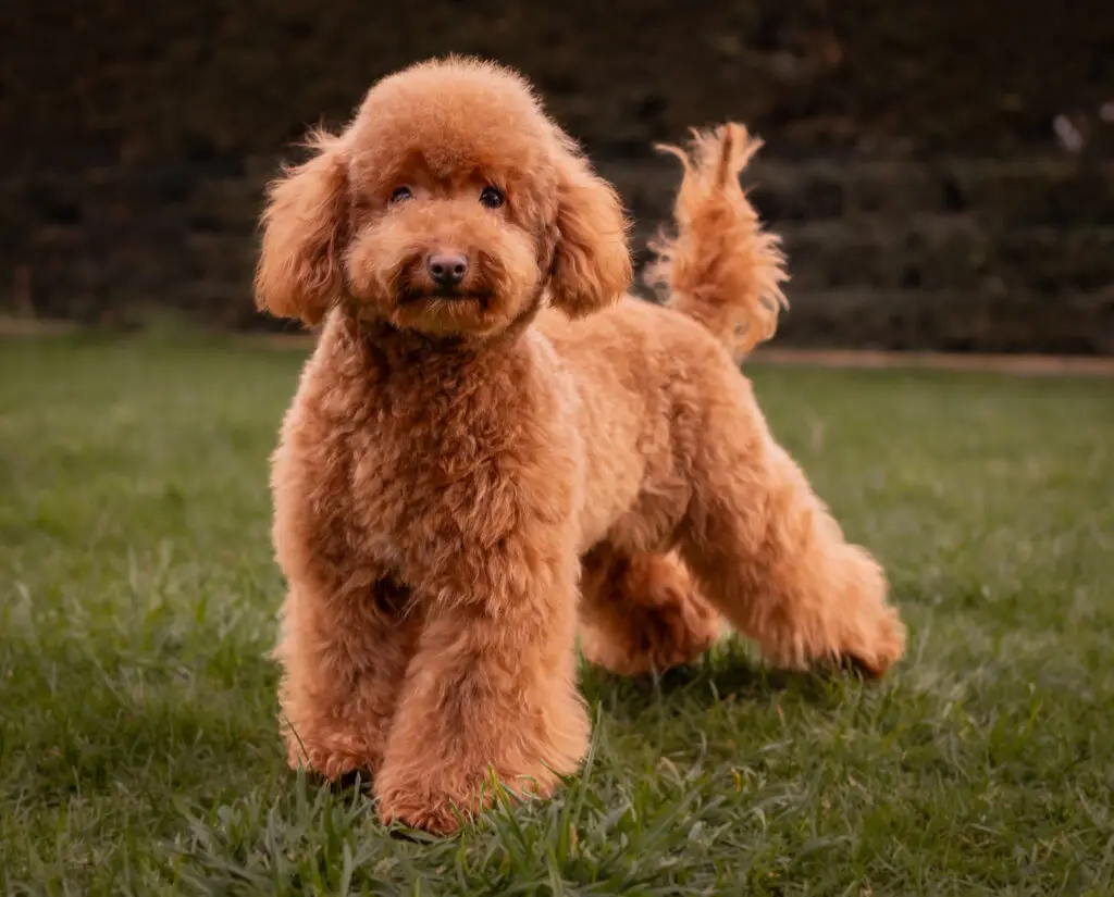 Buffy caniche toy