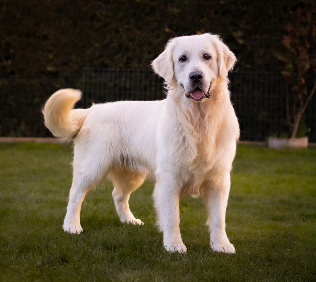 Bimbo. Golden retriever