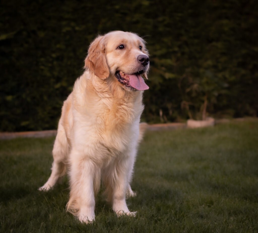 Anita. Golden retriever