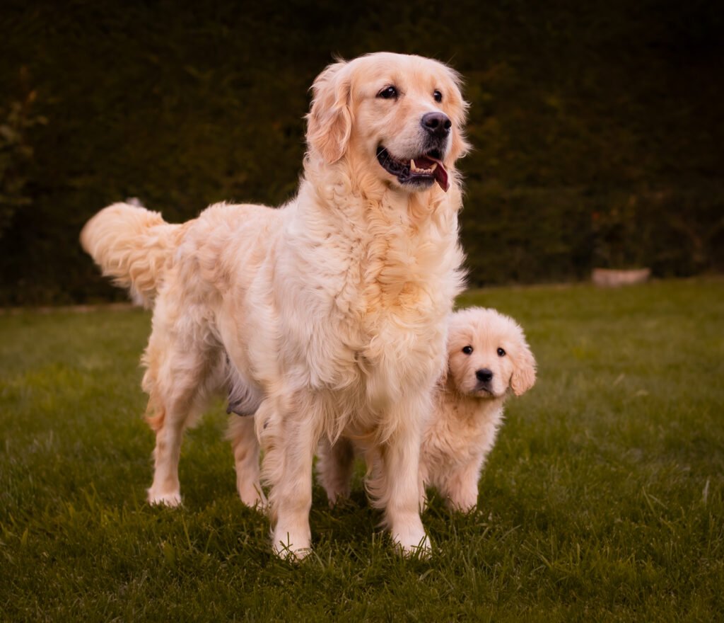 Hembra golden retriever
