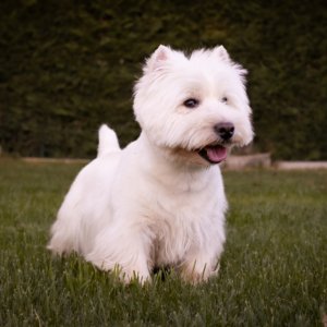 Chico. westy macho
