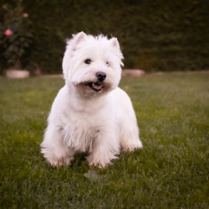 Chico. westy macho