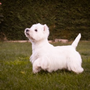 Chico. westy macho