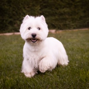 Chico. westy macho