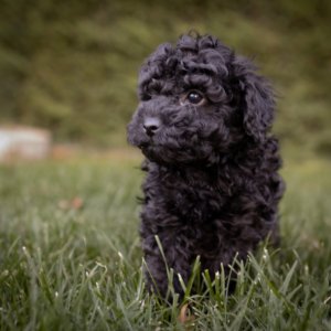Cachorro caniche negro