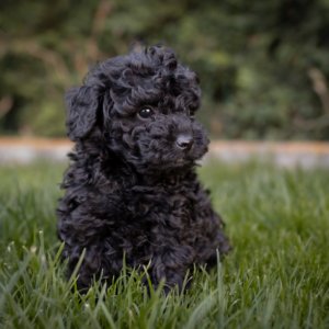 Cachorro caniche negro