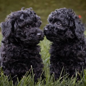 Cachorros caniche negros
