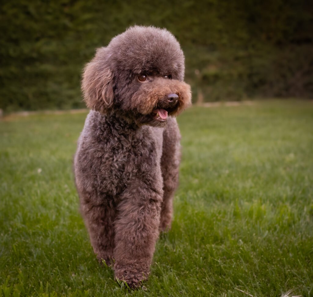 Cuca. Caniche toy