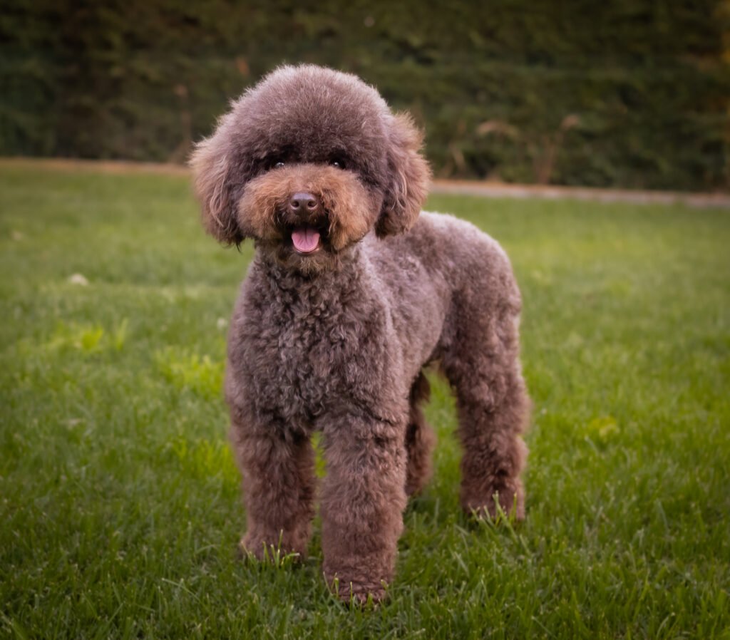 Cuca. Caniche toy