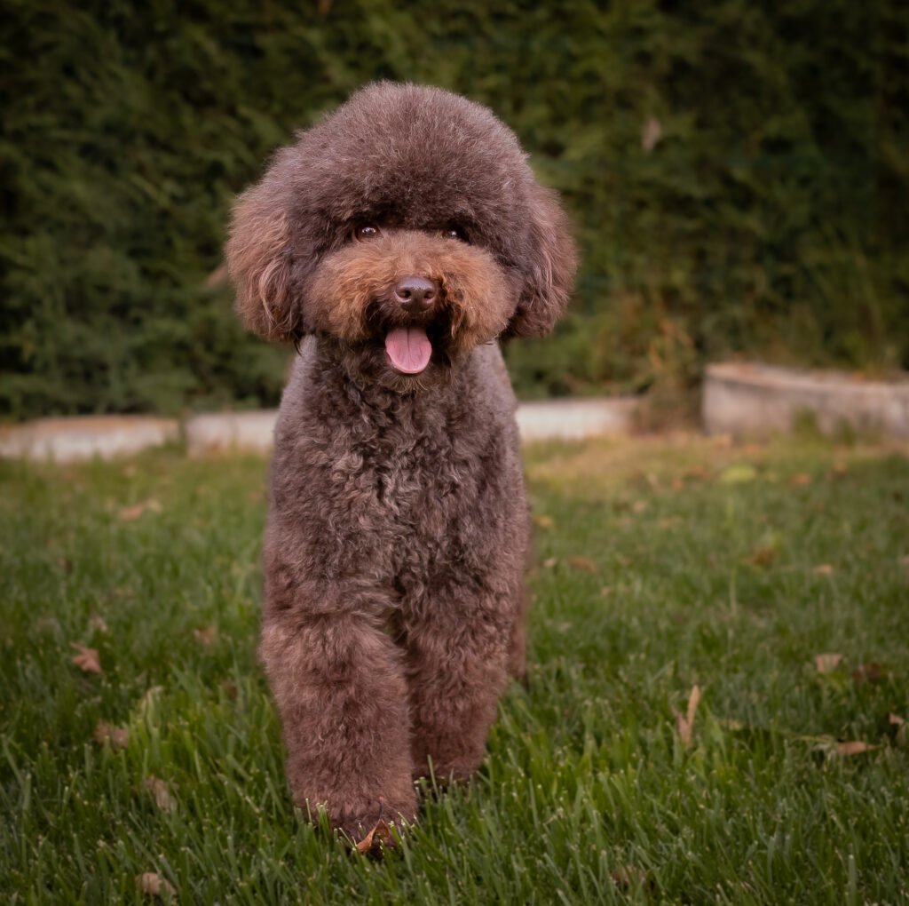 Cuca. Caniche toy