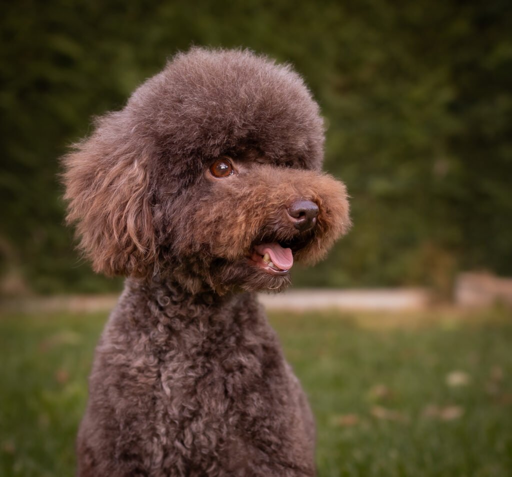 Cuca. Caniche toy