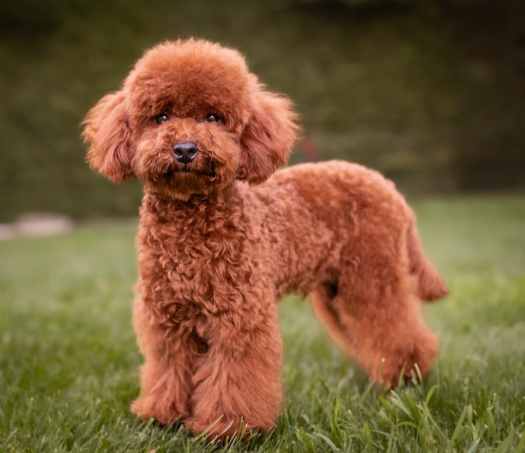 Ron. Caniche toy macho